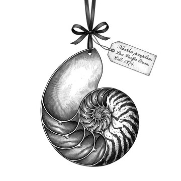Hanging Nautilus Shell Ornament with Ribbon and Decorative Gift Tag