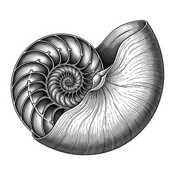Complete Chambered Nautilus Shell with Elegant Spiral Marine Form