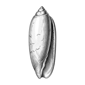 Elongated Olive Shell with Smooth Natural Surface Isolated on White Background