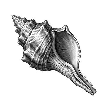 Spiny Conch Shell with Elongated Canal and Textured Marine Surface