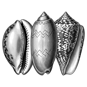 Assorted Marine Shell Collection Featuring Three Distinct Coastal Shell Species
