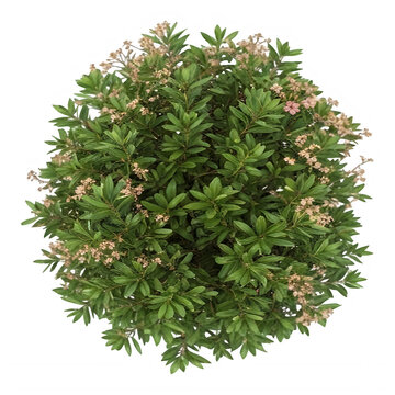Lush Green Tree Top View Isolated on Transparent Background