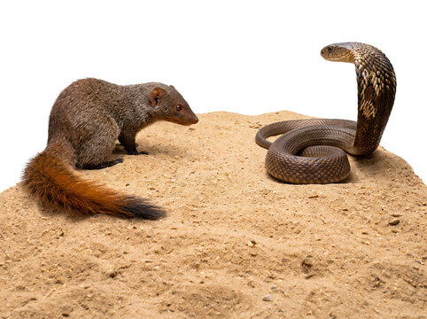 mongoose standing off against a king cobra