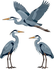 Obraz premium Great blue heron vector illustration set featuring realistic majestic wild water birds flying and standing isolated on a clean white background