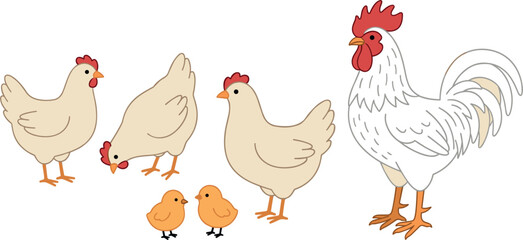 Chicken farm family vector illustration set featuring a proud white rooster hens pecking and small yellow baby chicks isolated on a white background © MdArif