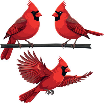Red cardinal birds set vector illustration with male cardinals perched on branch and flying isolated on white background for wildlife and winter nature design