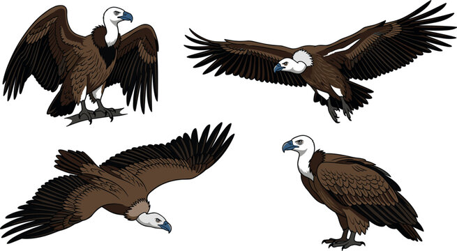 Vulture birds collection vector illustration with scavenger eagles standing gliding and flying with open wings isolated on white background for wildlife concept