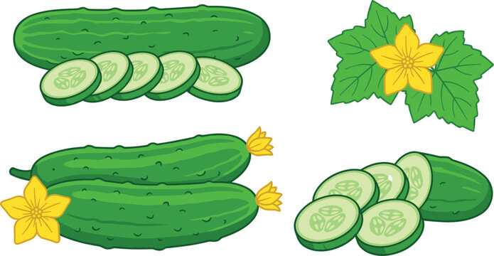 Fresh green cucumber set vector illustration with whole cucumbers slices leaves and yellow flowers isolated on white background for food and agriculture design