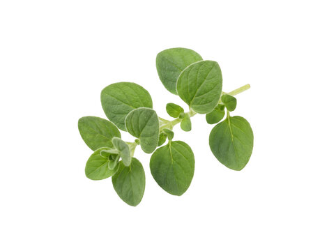 Fresh Oregano Sprig with Vibrant Green Leaves Isolated on Black Background for Culinary Herb Packaging and Italian Food Cooking Recipes