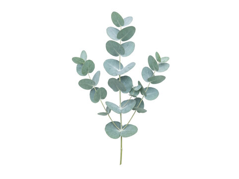 Silver Dollar Eucalyptus Branch with Round Blue Green Leaves Isolated on Black Background for Floral Design and Wedding Decor