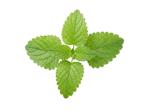 Fresh Green Mint Leaves arranged in a cross shape isolated on black background for culinary herb and wellness packaging design