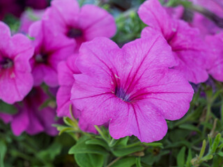 Obraz premium Vibrant Pink Petunias Blooming Under Bright Sunlight
