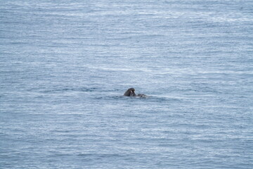 Fototapeta premium Atlantic walrus (Odobenus rosmarus rosmarus) swimming off of Moffen Island, in Svalbard, Norway