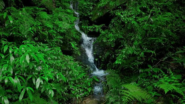 Lush green waterfall in dense forest jungle