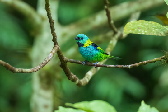Vibrant Green-headed Tanager (Tangara seledon) perched on a vine near bromeliads in the Atlantic Forest, Brazil.