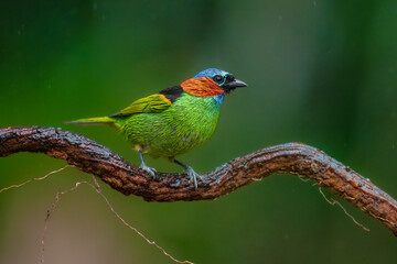 Obraz premium Vibrant Red-necked Tanager (Tangara cyanocephala) perched on a branch in the Atlantic Forest, Brazil. 