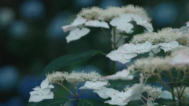 Light blue hydrangea flowers