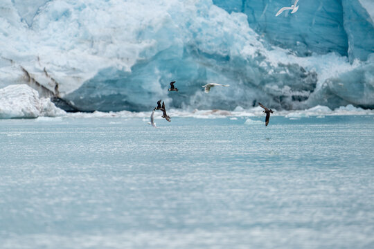 Glaucous gull (Larus hyperboreus) and pomarine jaegers (Stercorarius pomarinus) in flight in front of a glacier, at Monacobreen, Svalbard, Norway
