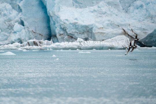 Glaucous gull (Larus hyperboreus) and pomarine jaegers (Stercorarius pomarinus) in flight in front of a glacier, at Monacobreen, Svalbard, Norway