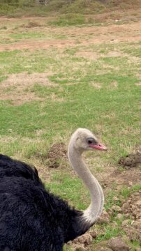 Close-up video of an ostrich walking through grassy plains outdoors.

Close-up video of an ostrich walking through grassy plains outdoors.

Close-up video of an ostrich walking through grassy plains

