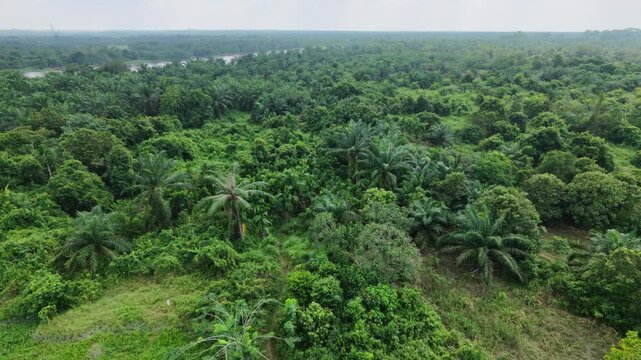 Top-down drone footage captured on a bright sunny day over the suburban outskirts of Pekanbaru, Riau, Indonesia. The camera faces straight down, showcasing a winding river, small tributaries
