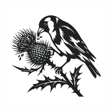 Black and white vector illustration of a bird feeding on thistle plant