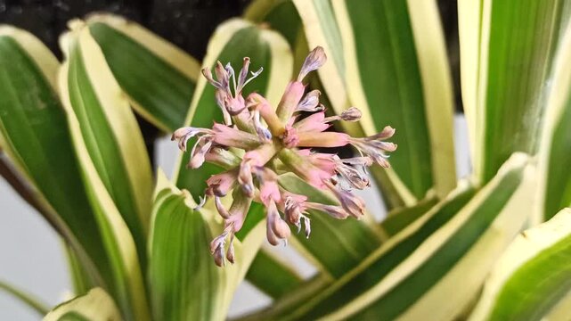 Delicate Dracaena reflexa flowers blooming naturally, featuring clusters of small fragrant blossoms surrounded by attractive tropical foliage.