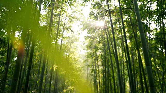 Serene green bamboo forest with bright sunlight filtering through the dense canopy and tall stalks.