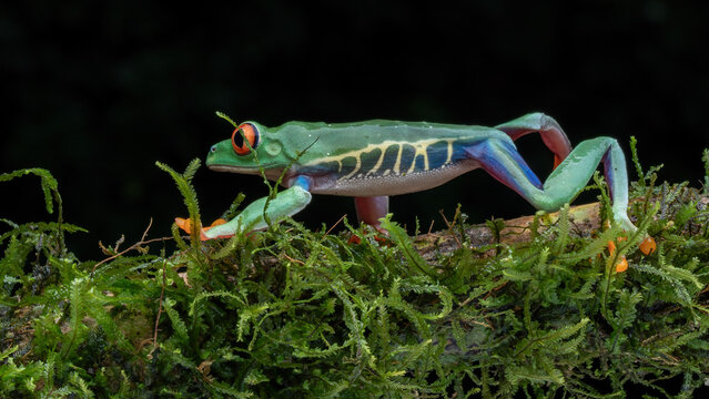The red-eyed tree frog (Agalychnis callidryas) is a famous rainforest amphibian known for its bright colors and big red eyes. It is native to forests of Central America and South America.