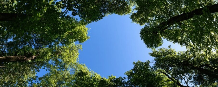 A low-angle view looking up through a dense canopy of lush green trees to a clear blue sky