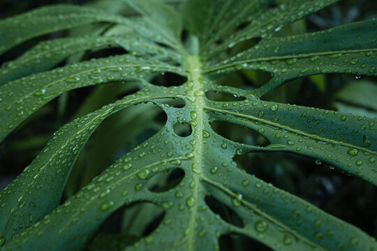 Planta Monstera