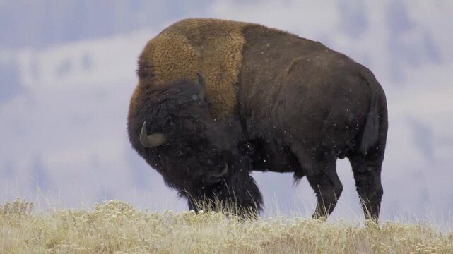 Majestic Bison in Wilderness: A powerful American bison stands proudly on a windswept prairie, its shaggy coat and formidable presence dominating the natural landscape.