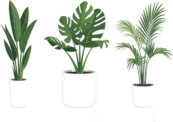 Fototapeta premium Set of Tropical Indoor Houseplants in White Pots Vector Illustration with Botanical Foliage Isolated on White Background