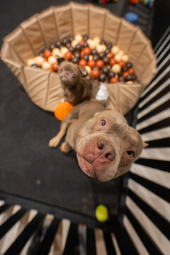 A pet hotel. A bully and a Chihuahua play in a dog daycare.