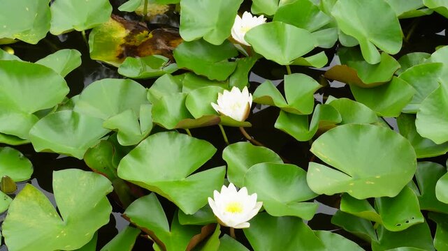 水面を覆う鮮やかな緑の葉と白い睡蓮の花のクローズアップ（自然背景素材）