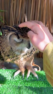 A majestic eagle owl with intense orange eyes looking down from a perch