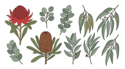 Australian native flowers and eucalyptus branch illustrations. © Kembang