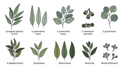 Botanical chart of eucalyptus leaf species and seed pods. © Kembang