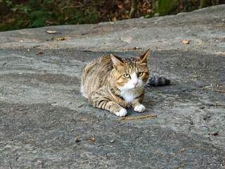 A stray cat lying down on a rocky surface notices the camera © Taka