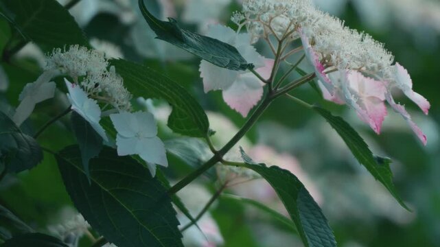 Light blue hydrangea flowers
