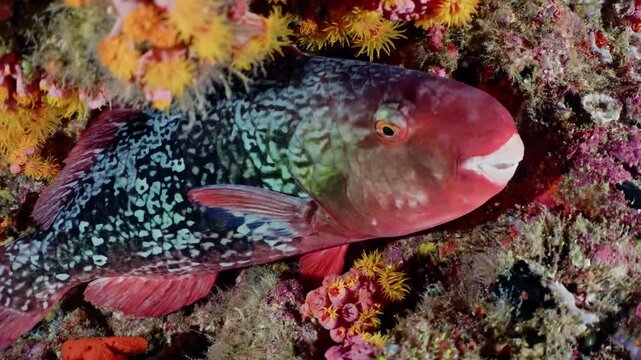 Colorful Parrotfish in Coral Reef: A vibrant parrotfish with iridescent scales and a distinctive beak swims amidst a richly colored coral reef, showcasing the beauty of marine biodiversity.