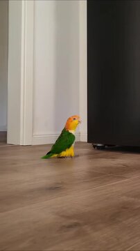 colorful parrot in a cage