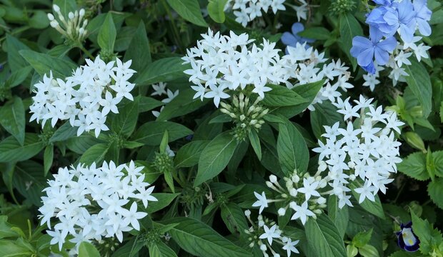 White pentas flowers blooming in a summer garden