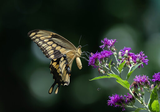 Giant Swallowtail Butterfly (Papilio cresphontes) Nectaring on Purple Ironweed (Vernonia sp.) Wildflower