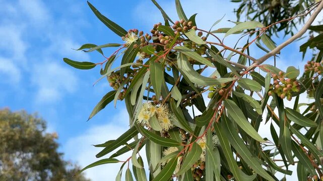 Flowering Eucalyptus Branch with Yellow Blossoms and Gumnuts