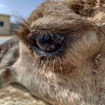 Extreme close up of a camel eye showing thick long eyelashes and textured skin detail