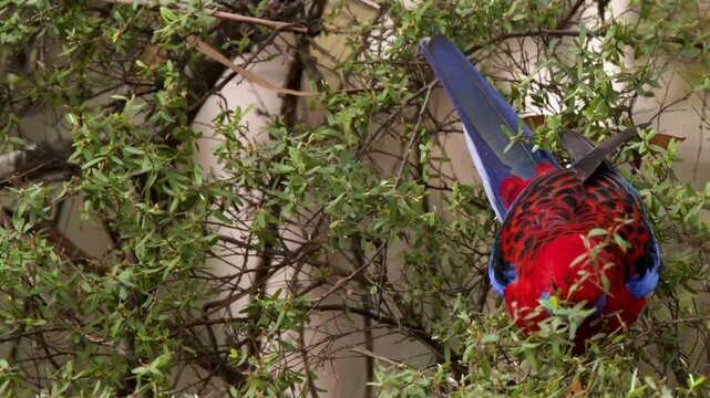 Crimson Rosella Parrot Foraging in Green Foliage