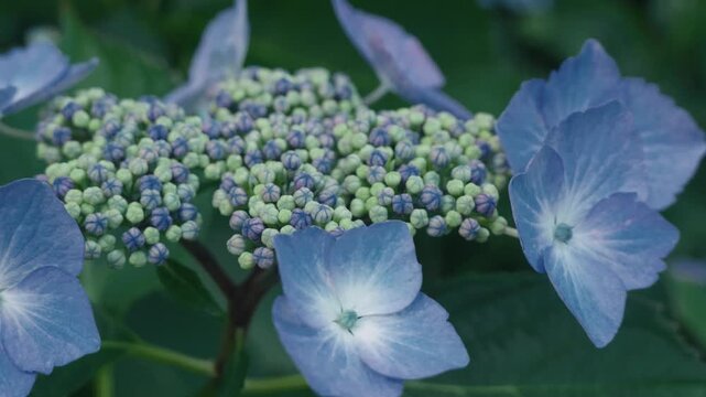 Light blue hydrangea flowers