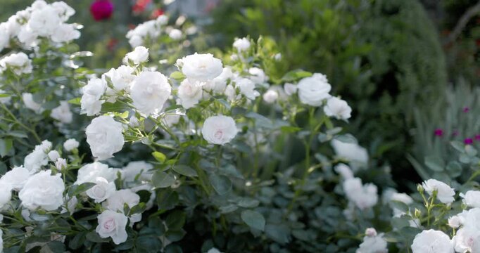 Blooming white roses flowers in a sunny garden with soft light