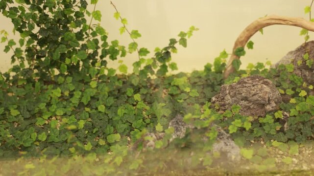 A close-up of climbing green ivy or vine plants with small leaves growing densely over a wall or surface in a garden.